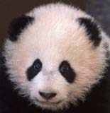 Giant Panda, Su Lin
