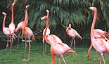 Pink Flamingos