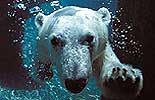 Polar Bear Plunge