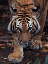 San Diego Zoo Tiger