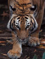 A Close Encounter for All Animal Lovers