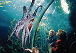 Aquarium of the Bay