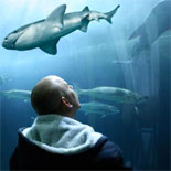 Aquarium of the Bay