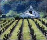 san francisco wine grape growing
