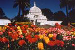 san francisco flowers