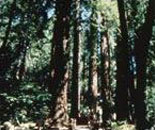 Redwood Trees