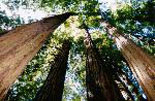 muir woods redwoods