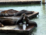 sea lions