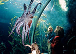 aquarium of the bay