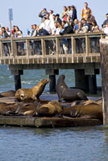 sea lions at pier 39