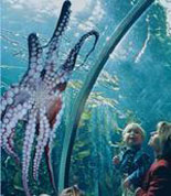 aquarium of the bay