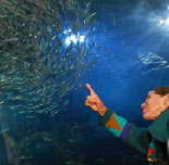 Stroll Crystal Clear Tunnels at the Aquarium of the Bay