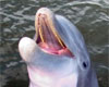 Savannah Dolphin Watch aboard the Dolphin Magic