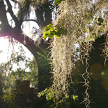 Gain Insight on Savannah's Culture