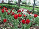 Savannahs Gardens
