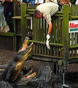 Feeding Time at the Alligator Farm