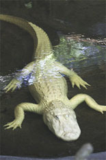 Albino Alligator