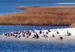 Floridas Natural Habitat and Seashores