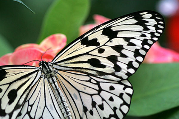 Key West Butterfly Conservatory