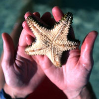 Starfish