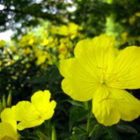 Botanic Gardens