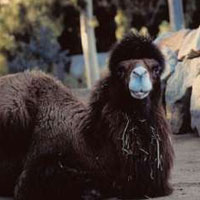 San Diego Zoo