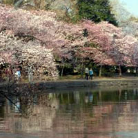 Cherry Blossom Trees